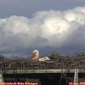 16_55-mast.jpg