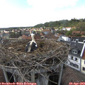 17_00-nest.jpg