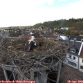 17_20-nest.jpg