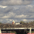 17_25-mast.jpg