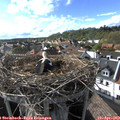 17_25-nest.jpg