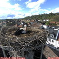 17_30-nest.jpg