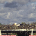 17_35-mast.jpg