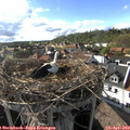 17_40-nest.jpg