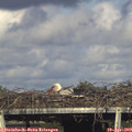 17_45-mast.jpg