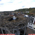 17_50-nest.jpg