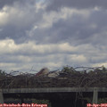 17_55-mast.jpg