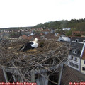 17_55-nest.jpg