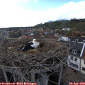 18_00-nest.jpg