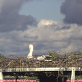 18_05-mast.jpg