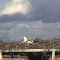 18_10-mast.jpg