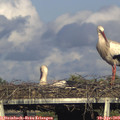 18_15-mast.jpg