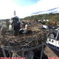 18_15-nest.jpg