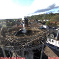18_20-nest.jpg