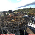 18_25-nest.jpg