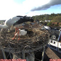18_35-nest.jpg