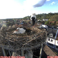18_45-nest.jpg