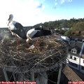 18_50-nest.jpg