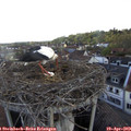 18_55-nest.jpg