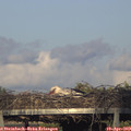 19_00-mast.jpg