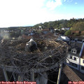19_00-nest.jpg