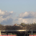 19_05-mast.jpg