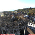 19_10-nest.jpg