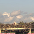 19_15-mast.jpg