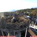 19_15-nest.jpg