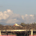 19_20-mast.jpg
