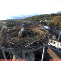 19_20-nest.jpg
