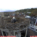 19_25-nest.jpg