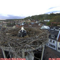 19_30-nest.jpg