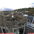 19_35-nest.jpg
