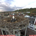 19_45-nest.jpg