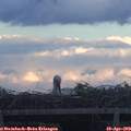 19_50-mast.jpg