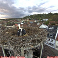 19_50-nest.jpg