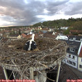 19_55-nest.jpg