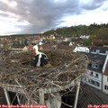 20_00-nest.jpg