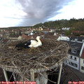 20_05-nest.jpg
