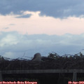 20_10-mast.jpg