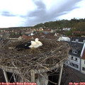 20_10-nest.jpg