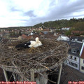 20_15-nest.jpg