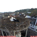 06_30-nest.jpg