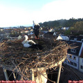 06_45-nest.jpg