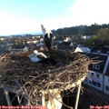 06_50-nest.jpg