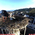 07_00-nest.jpg