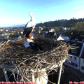 07_05-nest.jpg