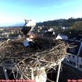 07_10-nest.jpg