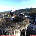 07_15-nest.jpg